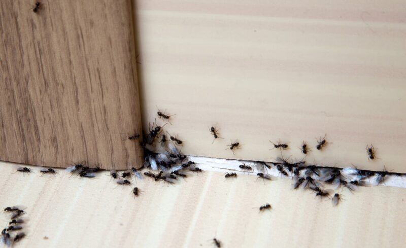 Ants in my kitchen