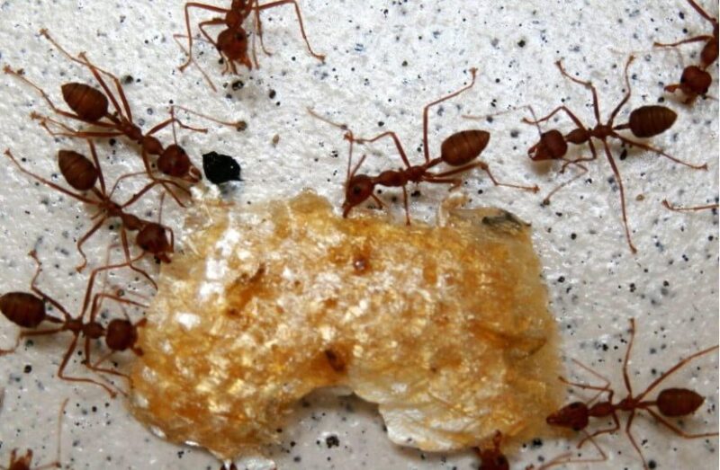 Ants in my kitchen