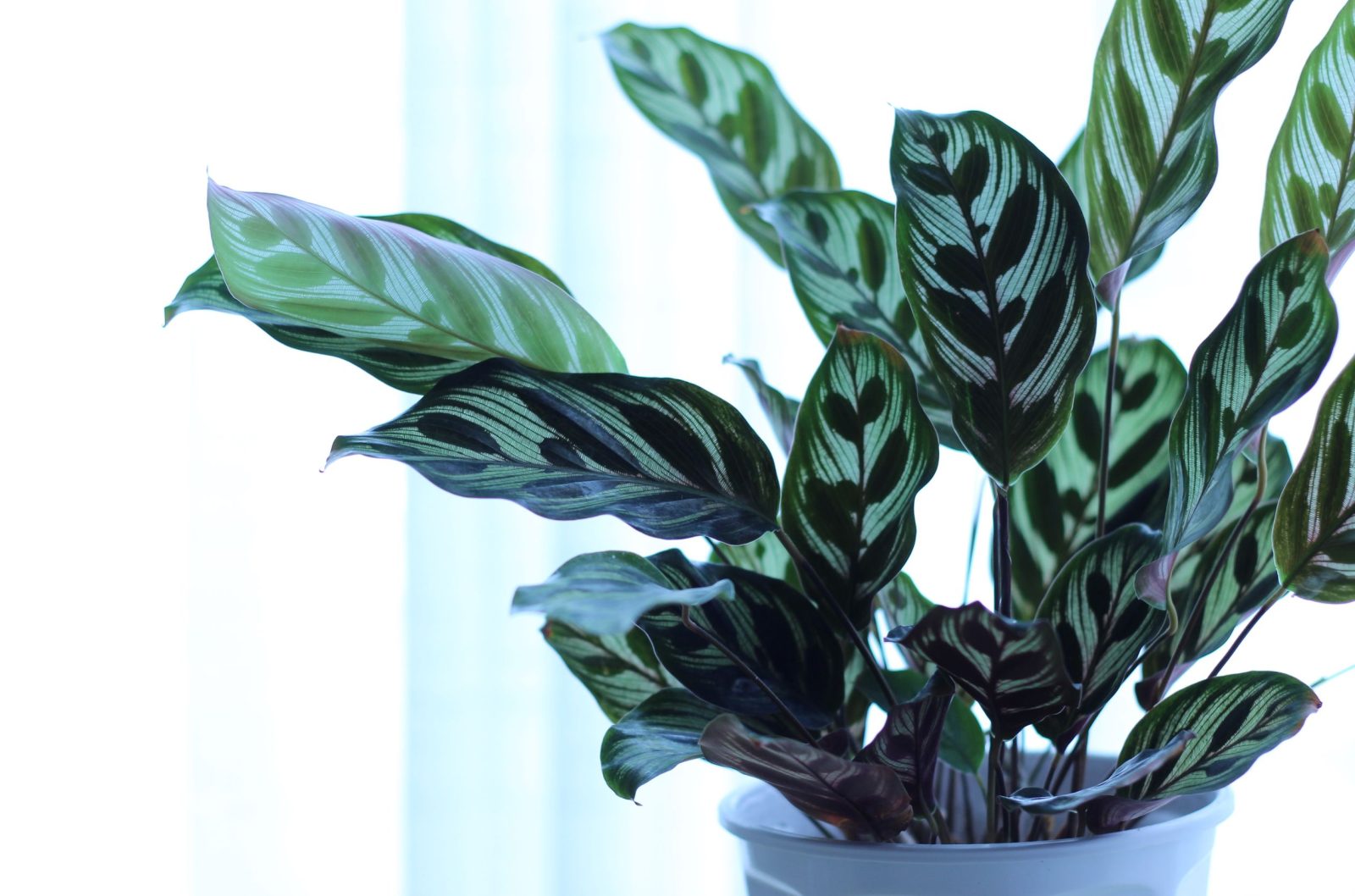 best indoor plants low light clean air