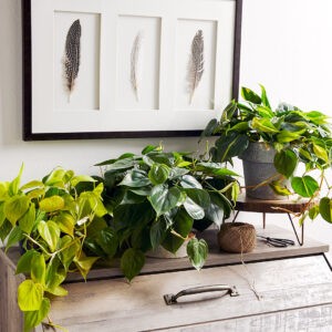 11 Best Air Purifying Plants Low Light For Your Home