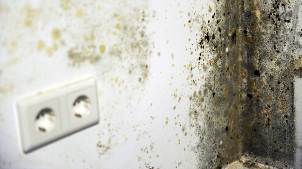 How to get rid of black mold in basement
