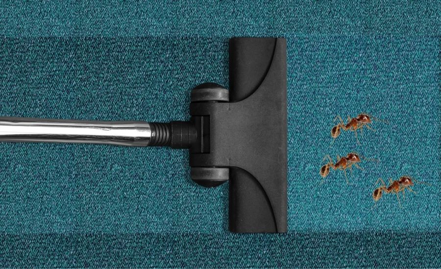 does vacuuming ants kill them